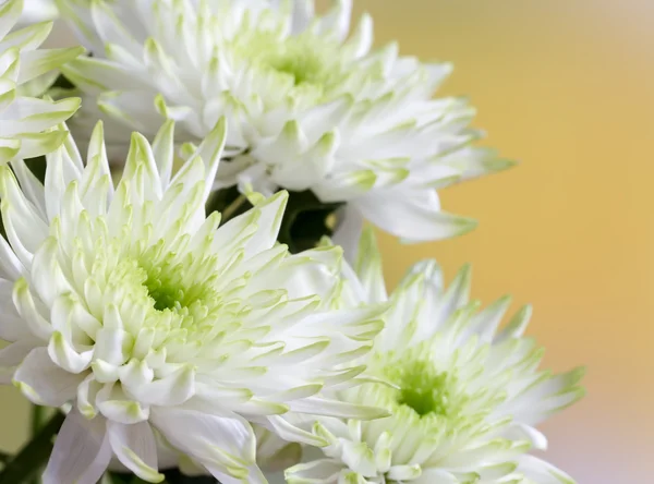 Bouquet of white chrysanthemum flowers — Stock Photo, Image