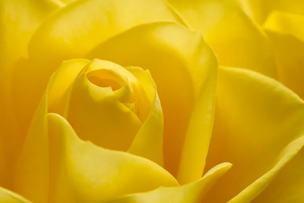 Close up image of beautiful yellow rose Royalty Free Stock Images
