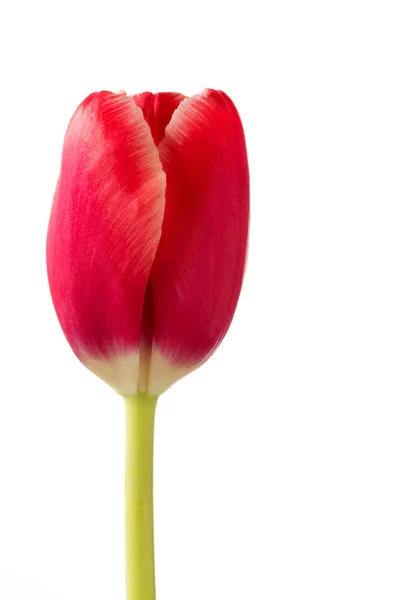 Schöne rote Tulpenblume auf weißem Grund — Stockfoto