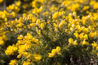 Bright yellow common gorse flowers clipart