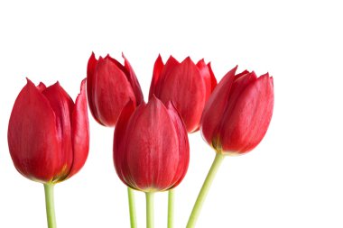 beyaz zemin üzerine kırmızı lale demet