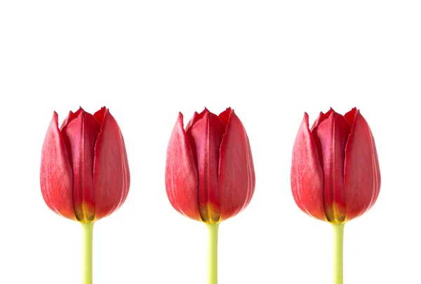 Drie rode tulpen op een witte achtergrond — Stockfoto
