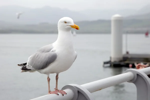 Gaviota encaramada en una barandilla del muelle — Foto de Stock