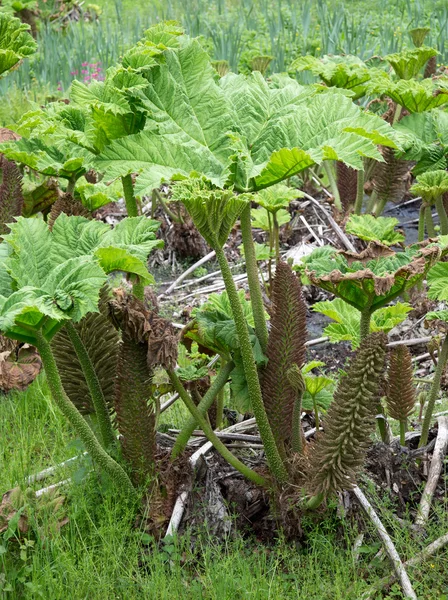 Gunnera manicata or giant rhubarb — Stock Photo, Image