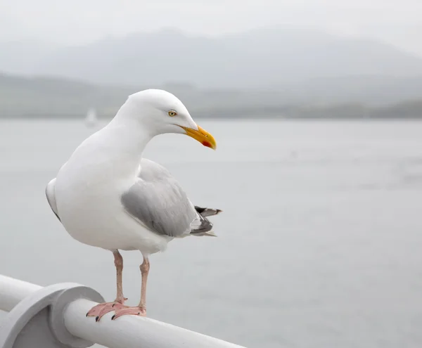 Gaivota empoleirada em um corrimão do cais — Fotografia de Stock