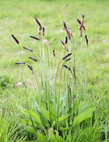 Ribwort Plantain — Stock Photo, Image