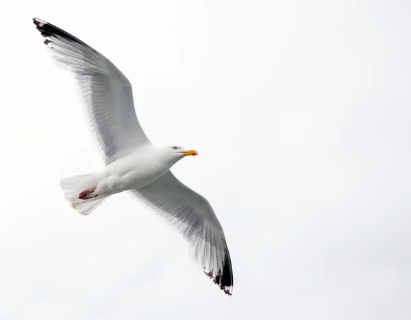 Single seagull in flight — Stock Photo, Image