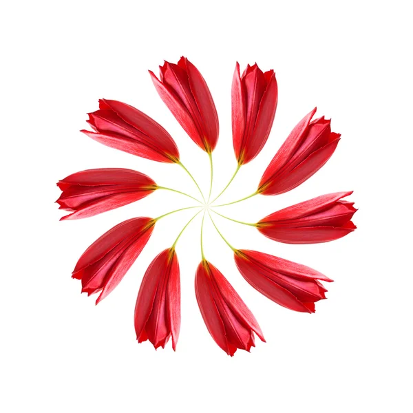 Искаженный вихрь красных тюльпанов — стоковое фото