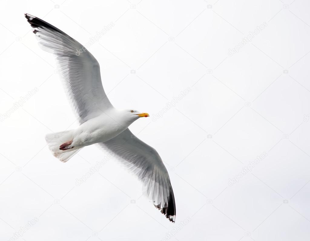 Single seagull in flight
