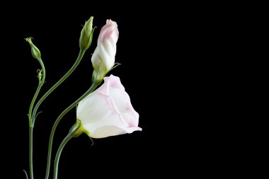 güzel lisianthus çiçek siyah