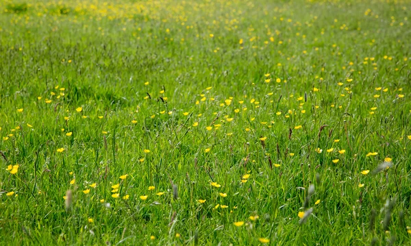 Weide met gele boterbloemen — Stockfoto