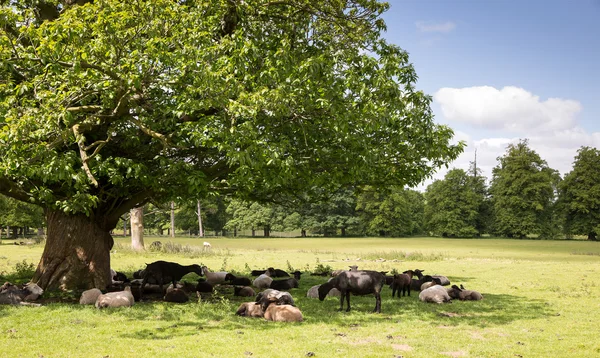 Sheep sheltering in the shade of a tree — Stock Photo, Image