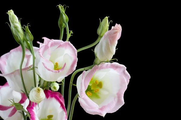 Siyah lisianthus çiçek güzel grup — Stok fotoğraf