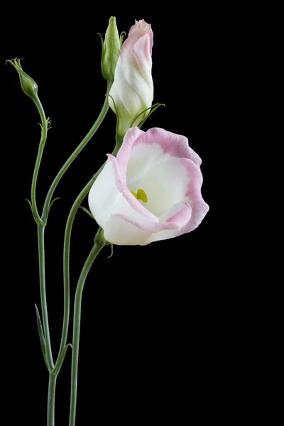 Beautiful lisianthus flowers on black — Stock Photo, Image