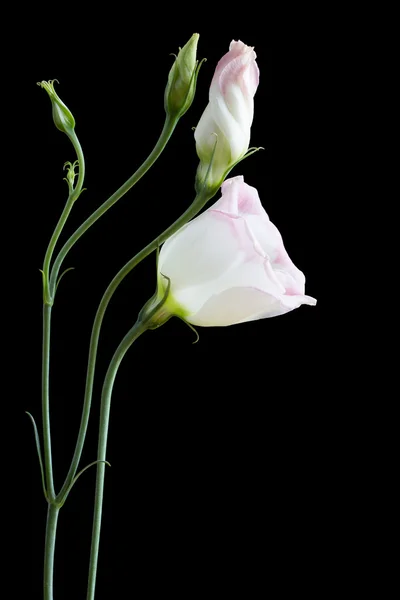 Vackra lisianthus blommor på svart — Stockfoto