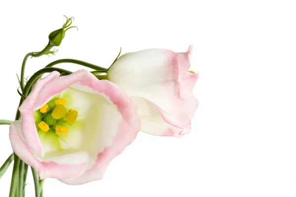 Mooie lisianthus bloemen op wit — Stockfoto