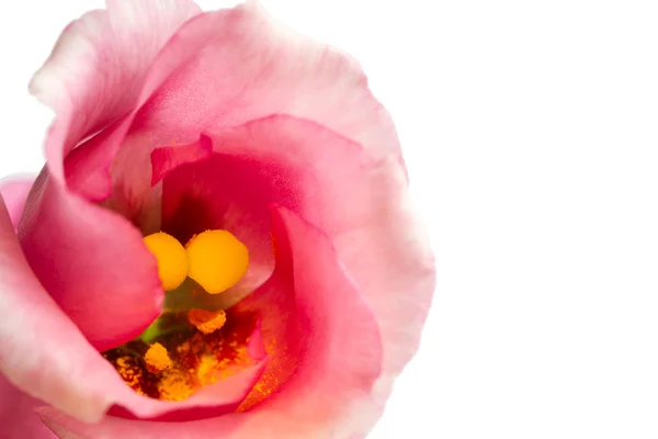 Primo piano bel fiore lisianthus rosa su bianco — Foto Stock