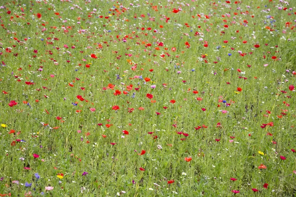 Rode papavers en wilde bloemen groeien in weide — Stockfoto