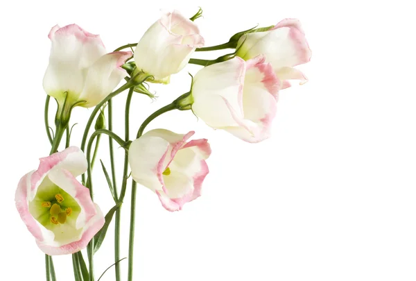 Lisianthus bloemen op wit — Stockfoto
