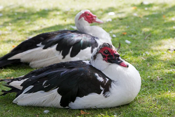 Muscovy ducks sat on grass — Stock Photo, Image