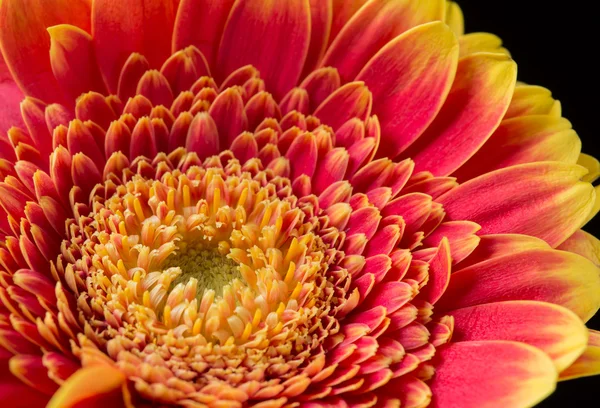 Gerberas rojas y amarillas —  Fotos de Stock