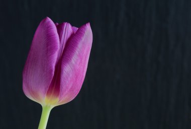 Arduvaz arka plan üzerinde mor Lale