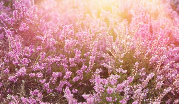 Roze heather met zon flare — Stockfoto
