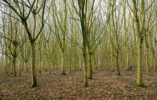 Alberi boschivi senza fogliame — Foto Stock