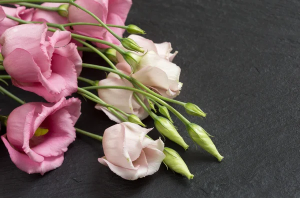 Güzel pembe lisianthus çiçek üzerinde gri kayrak demet — Stok fotoğraf