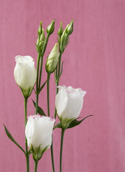 White lisianthus flowers on a pink timber background — Stock Photo, Image