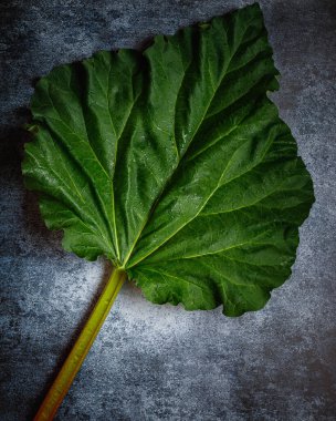 Ahşap arka planda taze organik ravent ile durgun yaşam