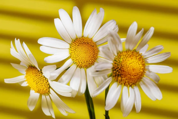 Sarı Arka Planda Papatya Çiçekleri — Stok fotoğraf