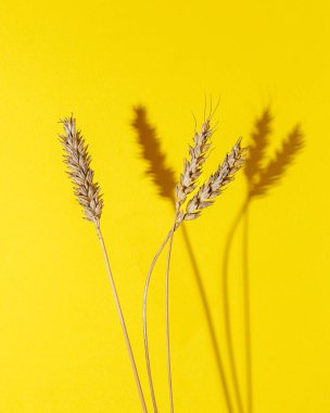 Sarı arkaplanda izole edilmiş buğday kulakları, boşluğu kopyala