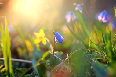 Güzel kar tanesi çiçeği. Makro. Yakın plan, seçici odak, bulanık arkaplan