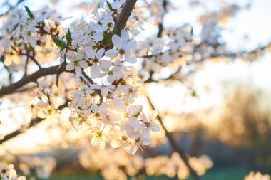 İlkbahar güzel kiraz çiçekleri, yakın plan, bulanık arkaplan, seçici odak