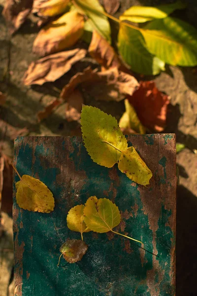 Осень Желтый Лист Деревянной Доске Остатками Старой Краски — стоковое фото