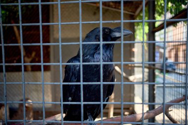 Kafesteki siyah karga, akıllıca bir bakış. Kuş kilit altında. Hayvan koruması..