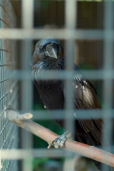 Retrato Cuervo Negro Una Jaula Cerca Una Mirada Sabia Pájaro —  Fotos de Stock