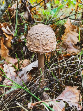 Ormanda zehirli kahverengi mantarlar