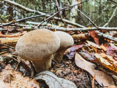 Ormanda zehirli kahverengi mantarlar