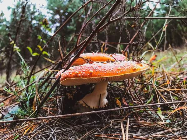 森の中の毒キノコ — ストック写真