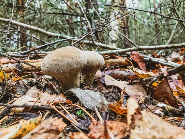 Giftiga Bruna Svampar Skogen — Stockfoto