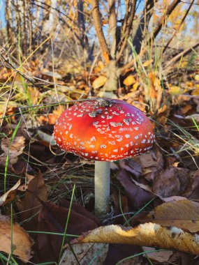 Ormanda zehirli kırmızı mantarlar