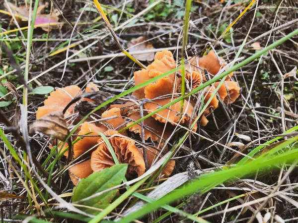 Champignons Orange Empoisonnés Dans Forêt — Photo