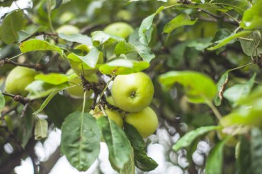Sonbahar bahçesinde elma ve armut topluyorum.