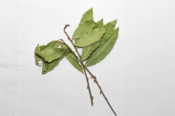 Hoja Laurel Seca Sobre Fondo Blanco —  Fotos de Stock