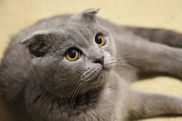 イギリスのショートヘアの猫のクローズアップに横たわっている ペットだ 大きな目だ スコットランドの青い色を折ります 灰色の猫 サラブレッドのペットだ 遊び心のある子猫 — ストック写真