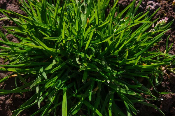 Çiyli yeşil sabah çimleri. Yağmurdan sonraki bahar. Güneşli sabah