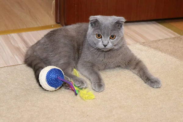 Britische Kurzhaarkatze Großaufnahme Liegend Ein Haustier Große Augen Schottische Falten — Stockfoto