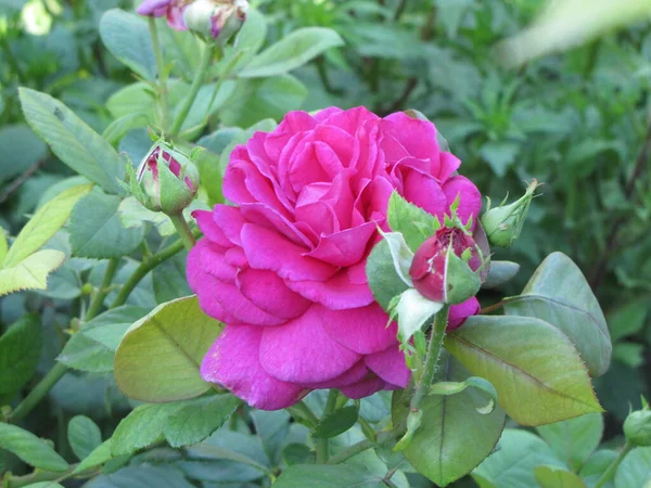 Schöne Rose Isoliert Auf Schwarzem Hintergrund Edle Blumen Eine Schöne — Stockfoto